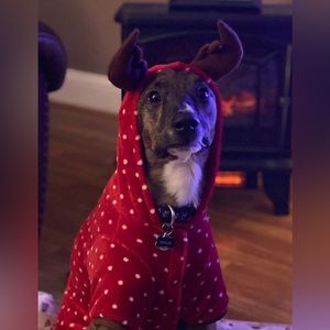 Dog reindeer pajamas